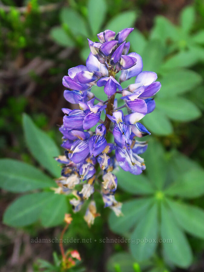 broad-leaf lupine (Lupinus latifolius) [Bear Creek Mountain Trail, Goat Rocks Wilderness, Yakima County, Washington]