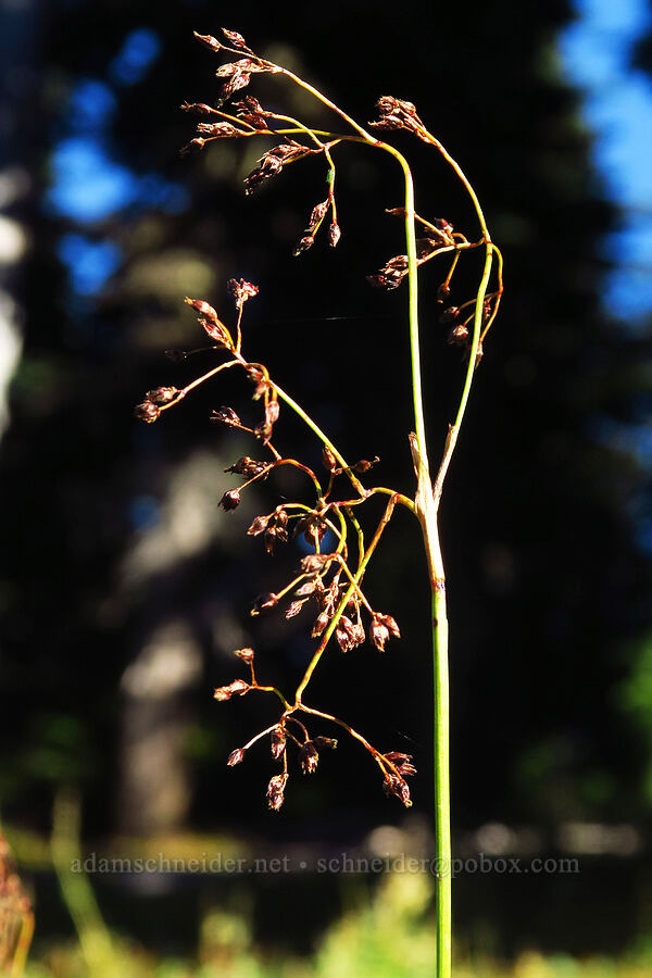 Hitchcock's wood-rush (Luzula hitchcockii) [Bear Creek Mountain Trail, Goat Rocks Wilderness, Yakima County, Washington]