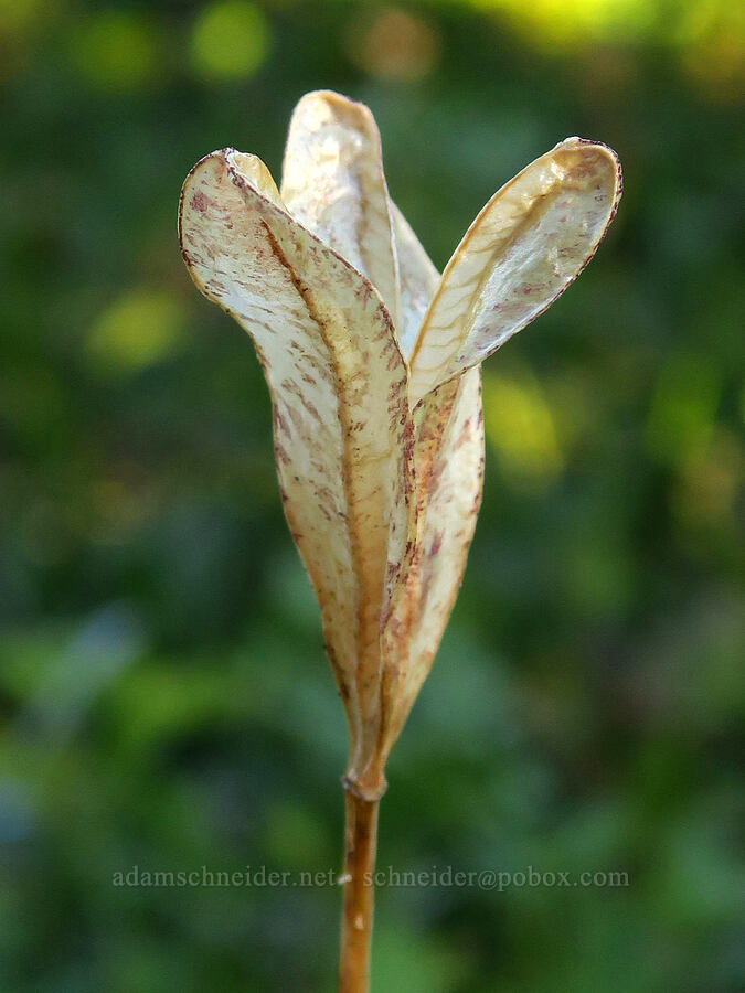 glacier lily, gone to seed (Erythronium grandiflorum) [Bear Creek Mountain Trail, Goat Rocks Wilderness, Yakima County, Washington]