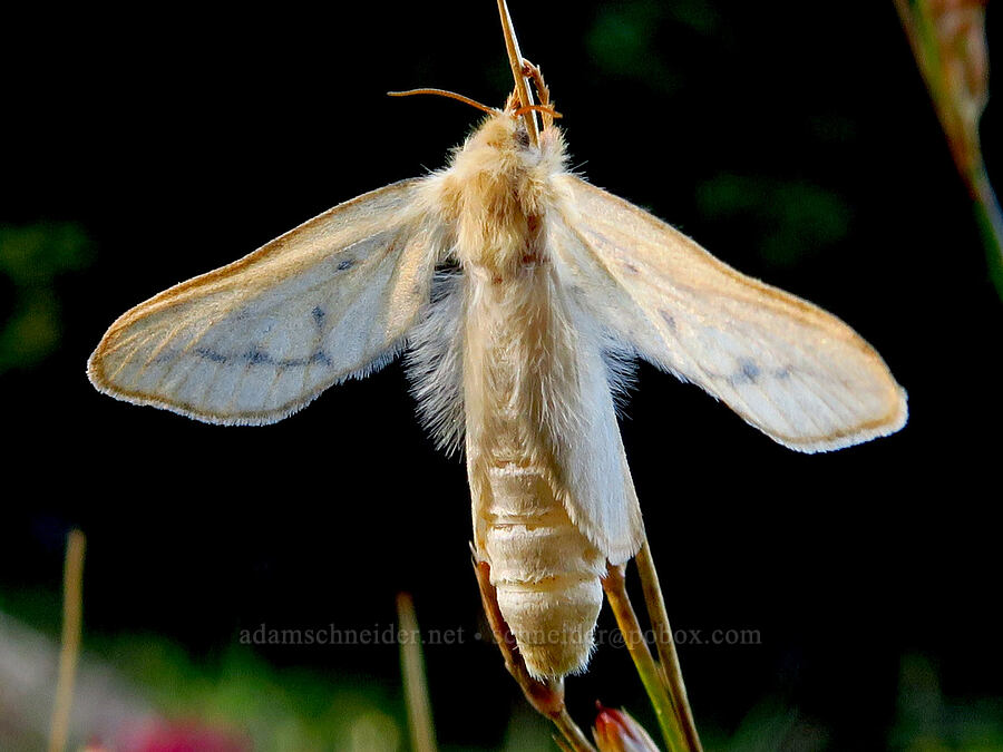 moth [Bear Creek Mountain Trail, Goat Rocks Wilderness, Yakima County, Washington]