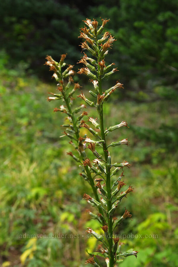 rainiera, going to seed (Rainiera stricta (Luina stricta)) [Bear Creek Mountain Trail, Goat Rocks Wilderness, Yakima County, Washington]