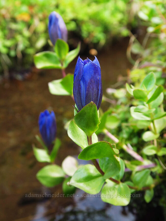 explorer's gentian (Gentiana calycosa) [near Section 3 Lake, Okanogan-Wenatchee National Forest, Yakima County, Washington]