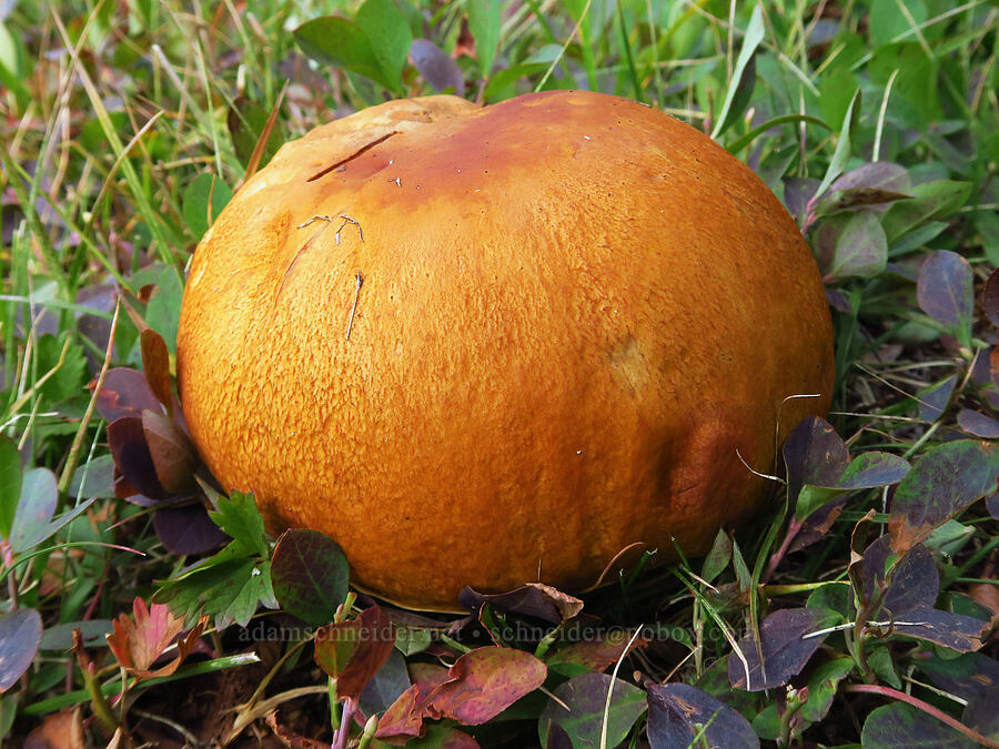 bolete mushroom (Boletus sp.) [near Section 3 Lake, Okanogan-Wenatchee National Forest, Yakima County, Washington]