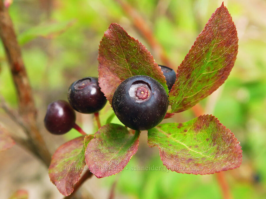 black huckleberries (Vaccinium membranaceum) [Vista Ridge Trail, Mt. Hood National Forest, Hood River County, Oregon]