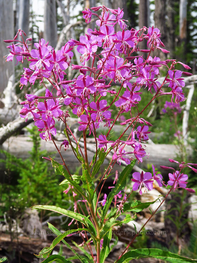 branching fireweed (Chamerion angustifolium (Chamaenerion angustifolium) (Epilobium angustifolium)) [Vista Ridge Trail, Mt. Hood Wilderness, Hood River County, Oregon]