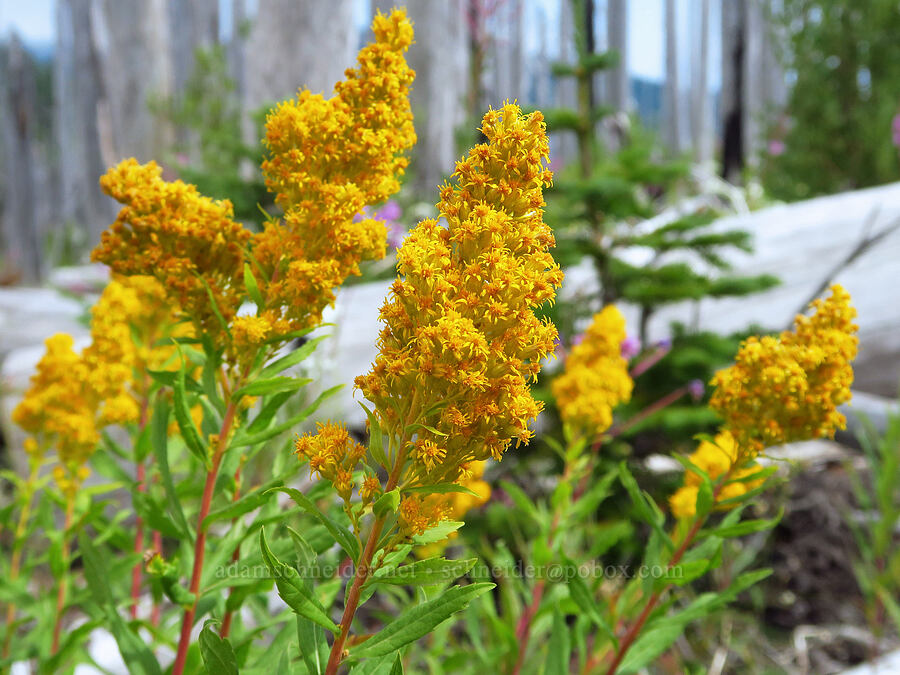 goldenrod (Solidago elongata (Solidago canadensis ssp. elongata)) [Vista Ridge Trail, Mt. Hood Wilderness, Hood River County, Oregon]