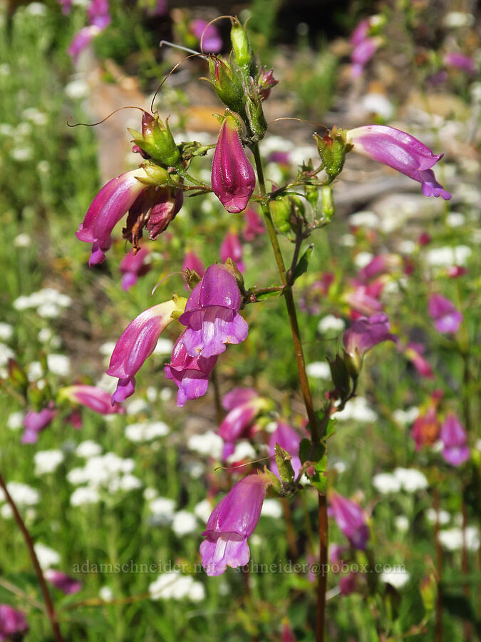 turtle-head penstemon (Nothochelone nemorosa) [Vista Ridge Trail, Mt. Hood Wilderness, Hood River County, Oregon]