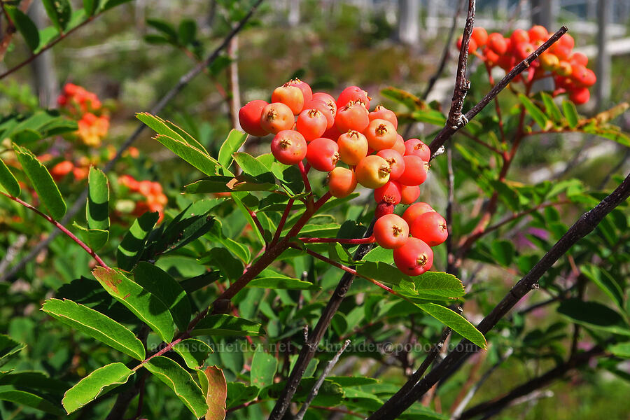 Sitka mountain-ash berries (Sorbus sitchensis) [Vista Ridge Trail, Mt. Hood Wilderness, Hood River County, Oregon]