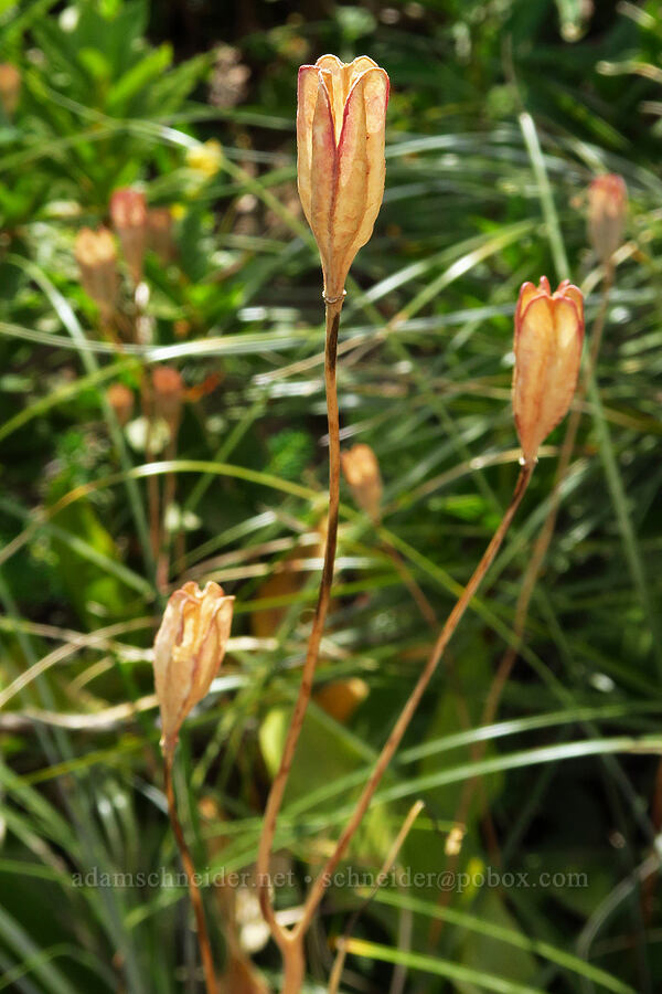 avalanche lilies, gone to seed (Erythronium montanum) [Vista Ridge Trail, Mt. Hood Wilderness, Hood River County, Oregon]