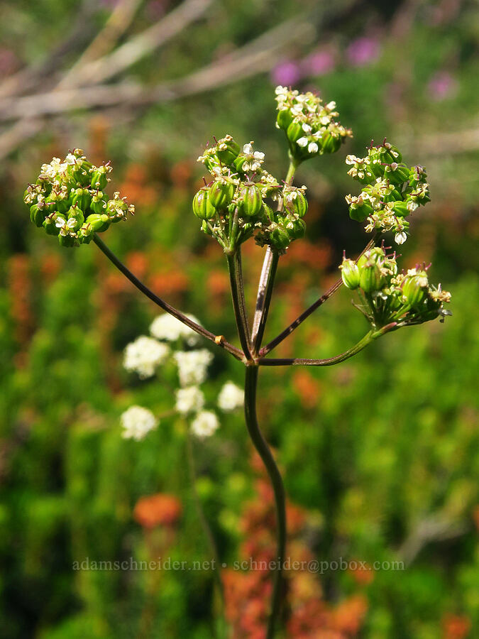 Gray's lovage, going to seed (Ligusticum grayi) [Vista Ridge Trail, Mt. Hood Wilderness, Hood River County, Oregon]