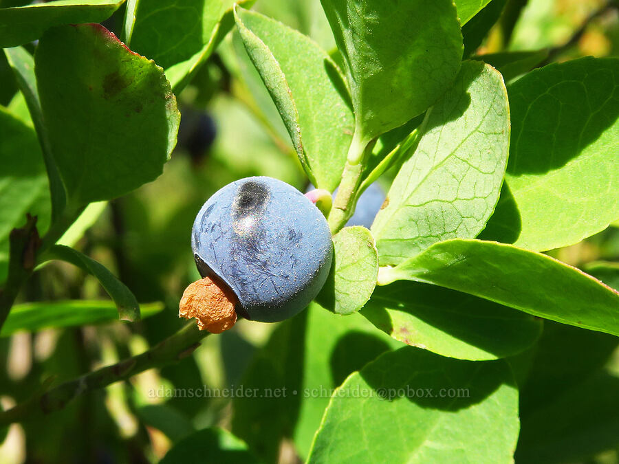 Cascade huckleberry/blueberry (Vaccinium deliciosum) [Vista Ridge Trail, Mt. Hood Wilderness, Hood River County, Oregon]