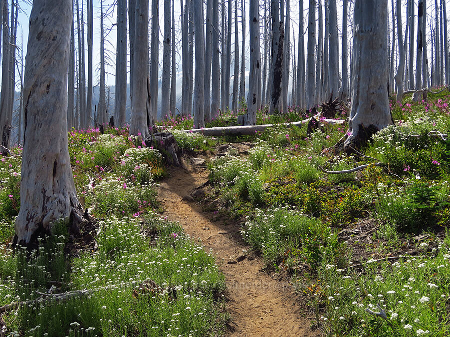 pearly everlasting & fireweed (Anaphalis margaritacea, Chamerion angustifolium (Chamaenerion angustifolium) (Epilobium angustifolium)) [Vista Ridge Trail, Mt. Hood Wilderness, Hood River County, Oregon]