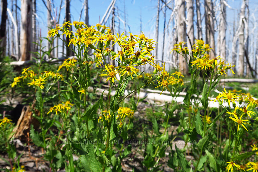 arrow-leaf groundsel (Senecio triangularis) [Vista Ridge Trail, Mt. Hood Wilderness, Hood River County, Oregon]