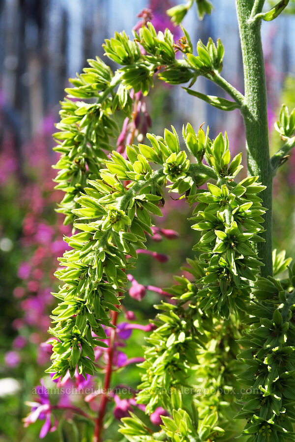 green corn lily (Veratrum viride var. eschscholzianum (Veratrum eschscholtzianum)) [Vista Ridge Trail, Mt. Hood Wilderness, Hood River County, Oregon]