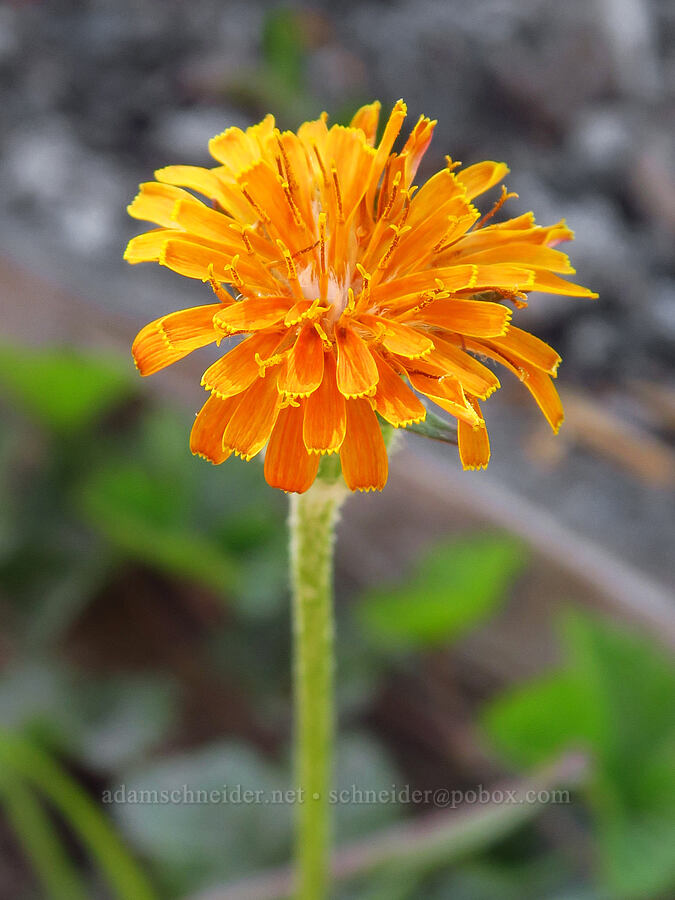 orange agoseris (Agoseris aurantiaca) [Vista Ridge Trail, Mt. Hood Wilderness, Hood River County, Oregon]