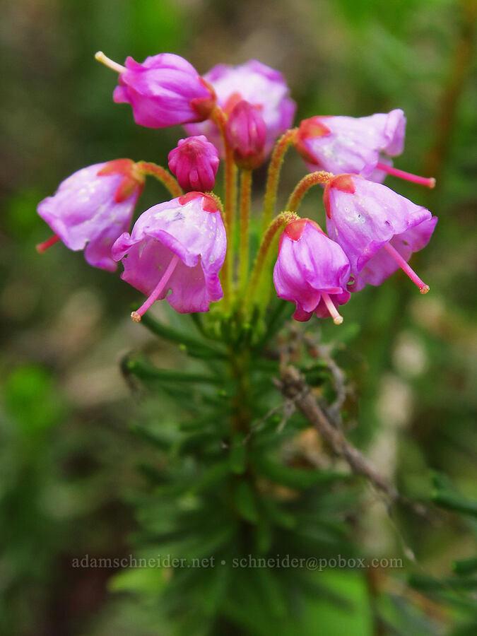 pink mountain heather (Phyllodoce empetriformis) [Vista Ridge Trail, Mt. Hood Wilderness, Hood River County, Oregon]