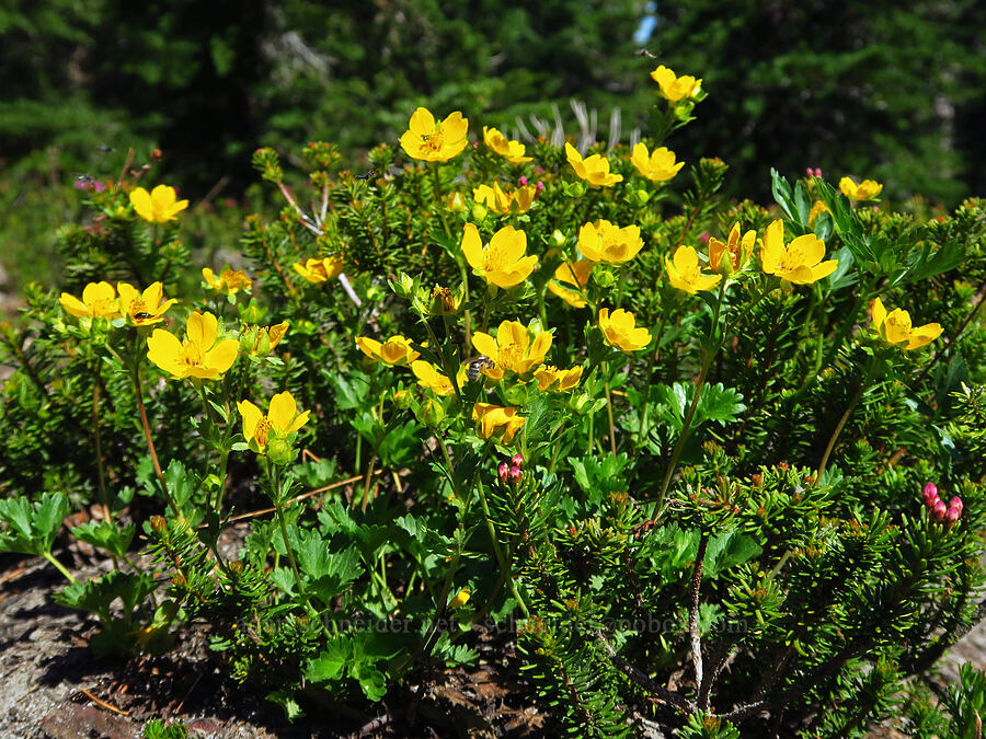 fan-leaf cinquefoil (Potentilla flabellifolia) [Vista Ridge Trail, Mt. Hood Wilderness, Hood River County, Oregon]