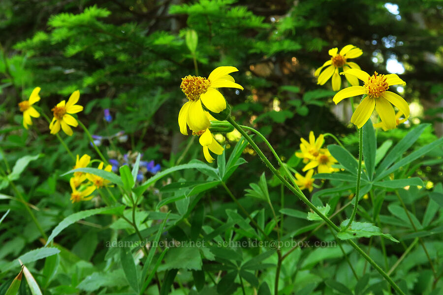 broad-leaf arnica (Arnica latifolia) [Vista Ridge, Mt. Hood Wilderness, Hood River County, Oregon]