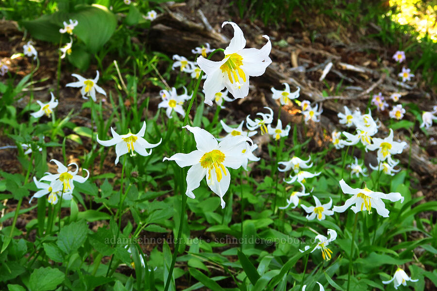 avalanche lilies (Erythronium montanum) [Vista Ridge, Mt. Hood Wilderness, Hood River County, Oregon]