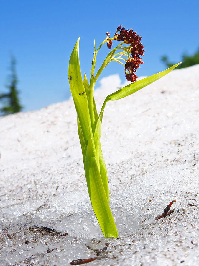 Hitchcock's wood-rush, emerging through snow (Luzula hitchcockii) [Vista Ridge, Mt. Hood Wilderness, Hood River County, Oregon]