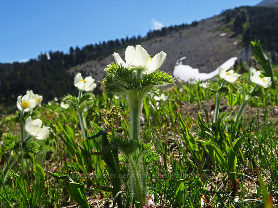 western pasqueflowers (Anemone occidentalis (Pulsatilla occidentalis)) [Vista Ridge, Mt. Hood Wilderness, Hood River County, Oregon]