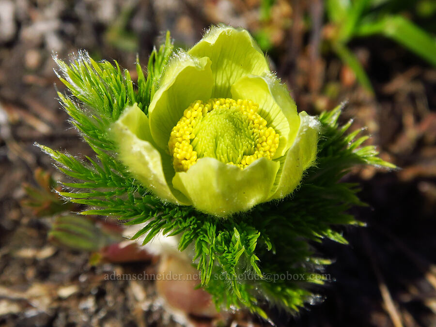 western pasqueflower (Anemone occidentalis (Pulsatilla occidentalis)) [Vista Ridge, Mt. Hood Wilderness, Hood River County, Oregon]