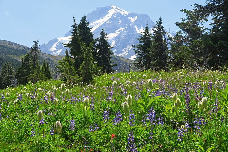 subalpine wildflowers (Anemone occidentalis (Pulsatilla occidentalis), Lupinus latifolius, Castilleja parviflora var. oreopola, Valeriana sitchensis) [Vista Ridge, Mt. Hood Wilderness, Hood River County, Oregon]