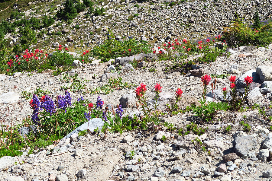 broad-leaf lupine & magenta paintbrush (Lupinus latifolius, Castilleja parviflora var. oreopola) [Vista Ridge, Mt. Hood Wilderness, Hood River County, Oregon]