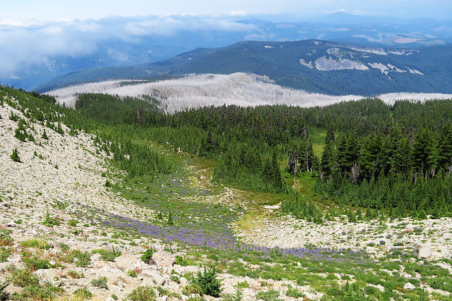 lupines above Wy'east Basin (Lupinus latifolius) [Vista Ridge, Mt. Hood Wilderness, Hood River County, Oregon]