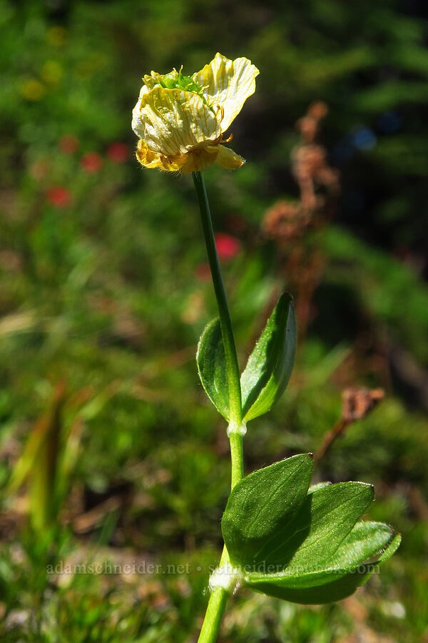 snow buttercup, going to seed (Ranunculus eschscholtzii) [Wy-east Basin-Barrett Spur Trail, Mt. Hood Wilderness, Hood River County, Oregon]