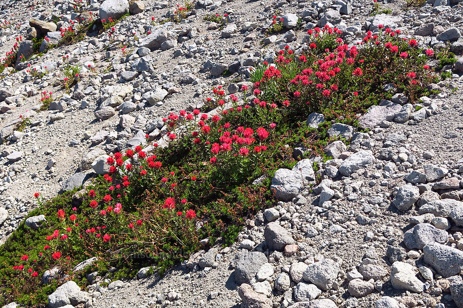 magenta paintbrush (Castilleja parviflora var. oreopola) [Wy-east Basin-Barrett Spur Trail, Mt. Hood Wilderness, Hood River County, Oregon]