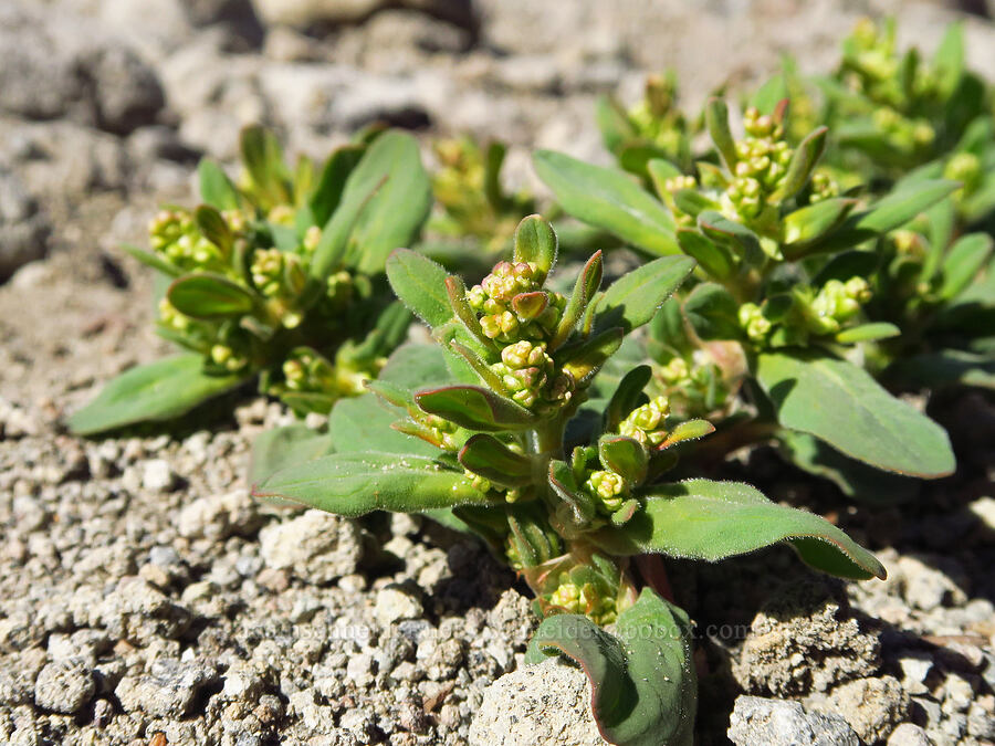 Davis' knotweed, budding (Aconogonon davisiae (Koenigia davisiae) (Polygonum newberryi)) [Wy-east Basin-Barrett Spur Trail, Mt. Hood Wilderness, Hood River County, Oregon]