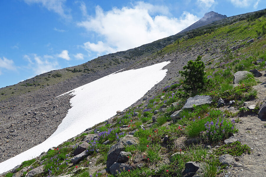 snowfield above Wy'east Basin [Wy-east Basin-Barrett Spur Trail, Mt. Hood Wilderness, Hood River County, Oregon]