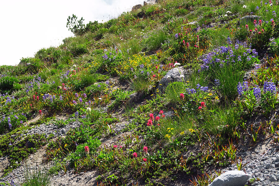 wildflowers (Lupinus latifolius, Castilleja parviflora var. oreopola, Arnica sp., Anemone occidentalis (Pulsatilla occidentalis), Valeriana sitchensis) [Wy-east Basin-Barrett Spur Trail, Mt. Hood Wilderness, Hood River County, Oregon]