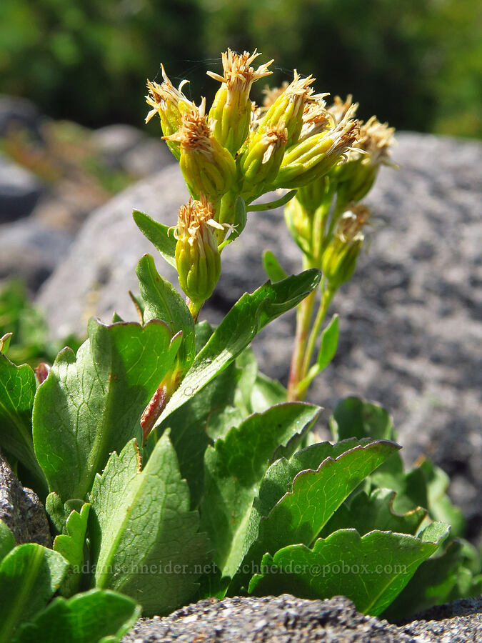 alpine goldenrod, going to seed (Solidago simplex var. nana) [Barrett Spur Trail, Mt. Hood Wilderness, Hood River County, Oregon]