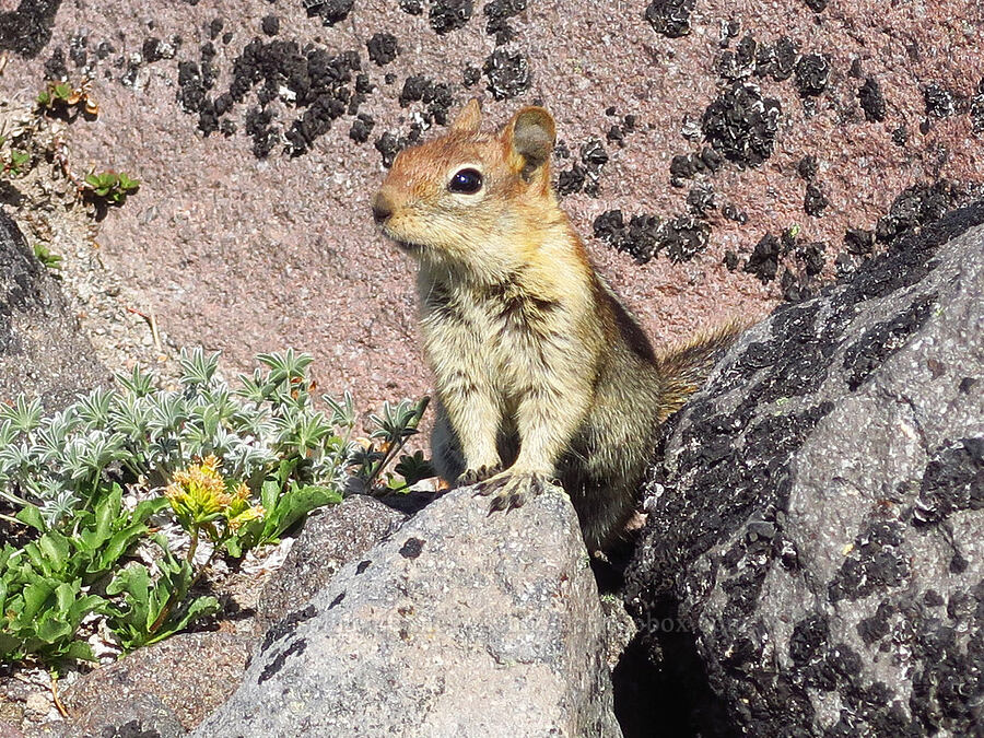 golden-mantled ground squirrel (Callospermophilus lateralis (Spermophilus lateralis)) [Barrett Spur Trail, Mt. Hood Wilderness, Hood River County, Oregon]