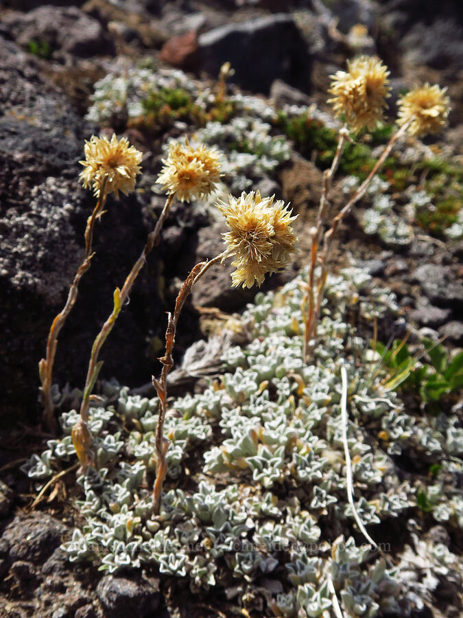 little-leaf pussy-toes, gone to seed (Antennaria microphylla) [Barrett Spur Trail, Mt. Hood Wilderness, Hood River County, Oregon]