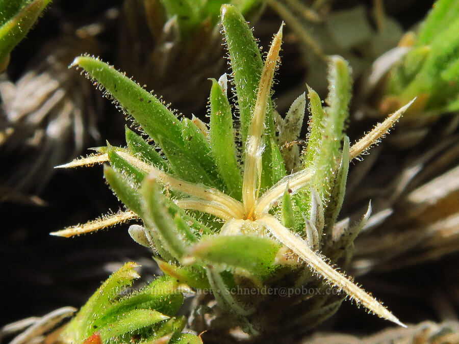 Henderson's phlox, going to seed (Phlox hendersonii) [Barrett Spur Trail, Mt. Hood Wilderness, Hood River County, Oregon]