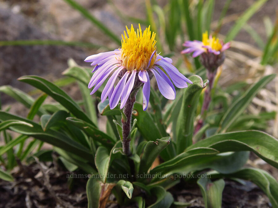 tundra aster (Oreostemma alpigenum (Aster alpigenus)) [Barrett Spur Trail, Mt. Hood Wilderness, Hood River County, Oregon]