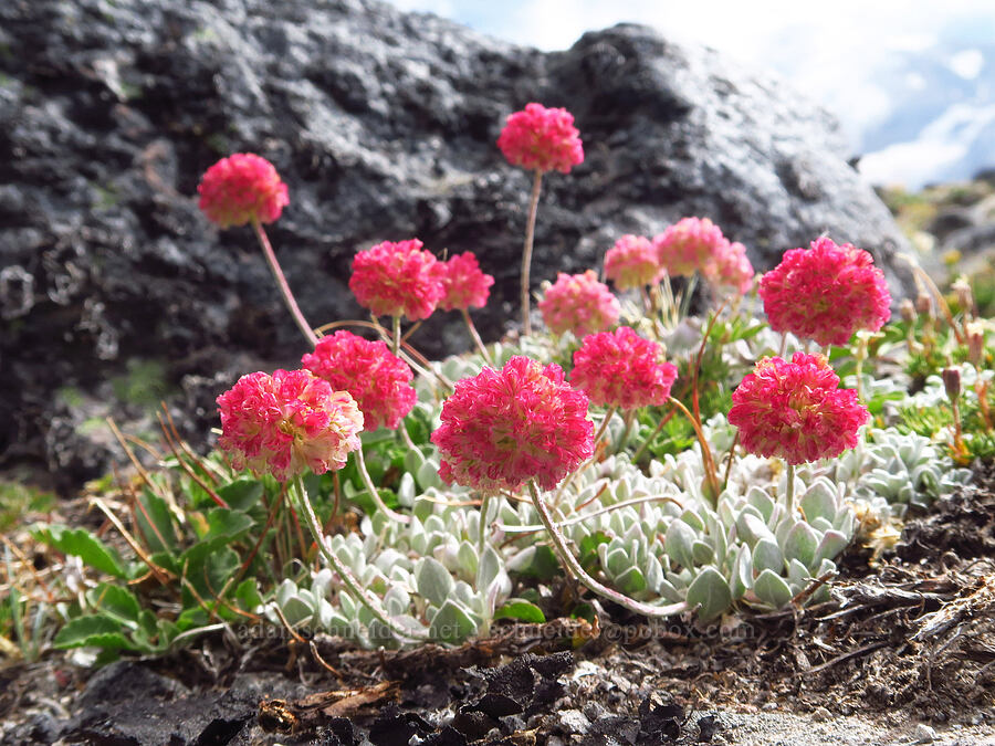 cushion buckwheat (Eriogonum ovalifolium var. nivale) [Barrett Spur Trail, Mt. Hood Wilderness, Hood River County, Oregon]