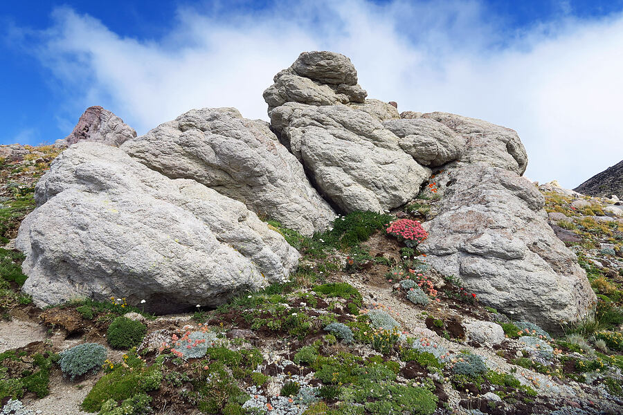 alpine rock garden [below Barrett Spur, Mt. Hood Wilderness, Hood River County, Oregon]