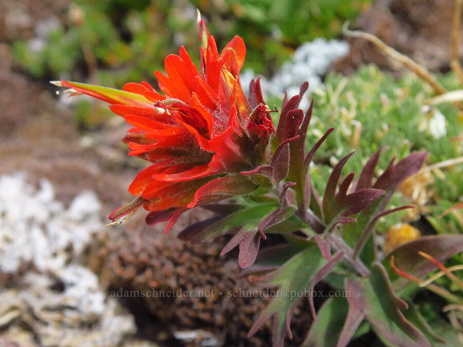 cliff paintbrush (Castilleja rupicola) [below Barrett Spur, Mt. Hood Wilderness, Hood River County, Oregon]