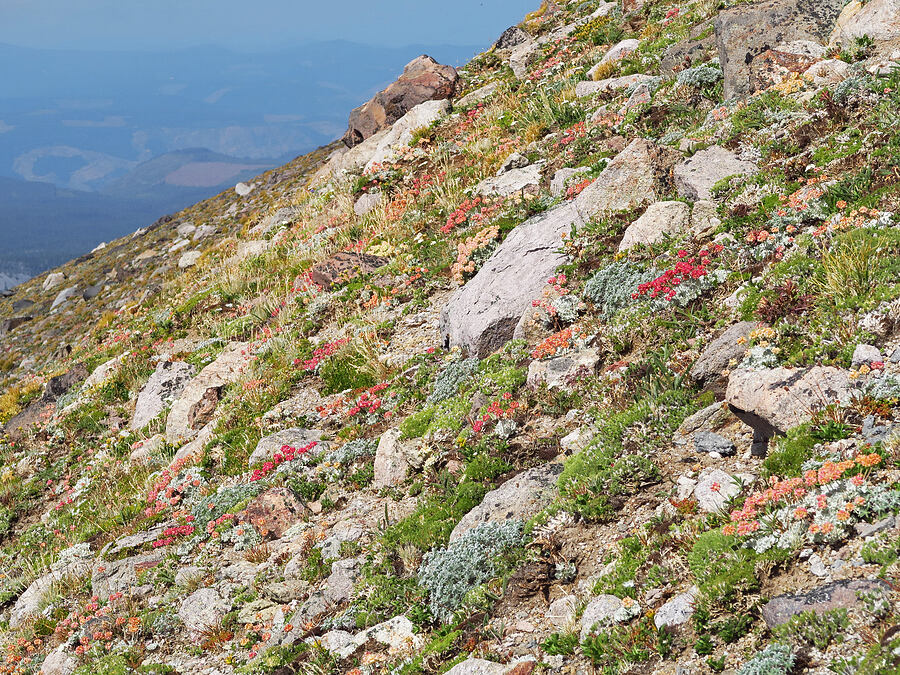 alpine rock garden [below Barrett Spur, Mt. Hood Wilderness, Hood River County, Oregon]