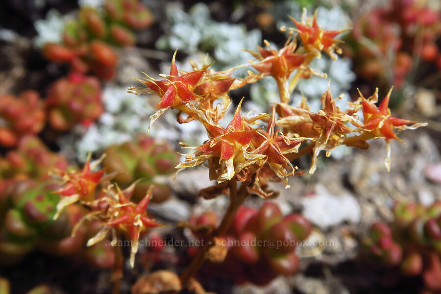 spreading stonecrop, going to seed (Sedum divergens) [below Barrett Spur, Mt. Hood Wilderness, Hood River County, Oregon]