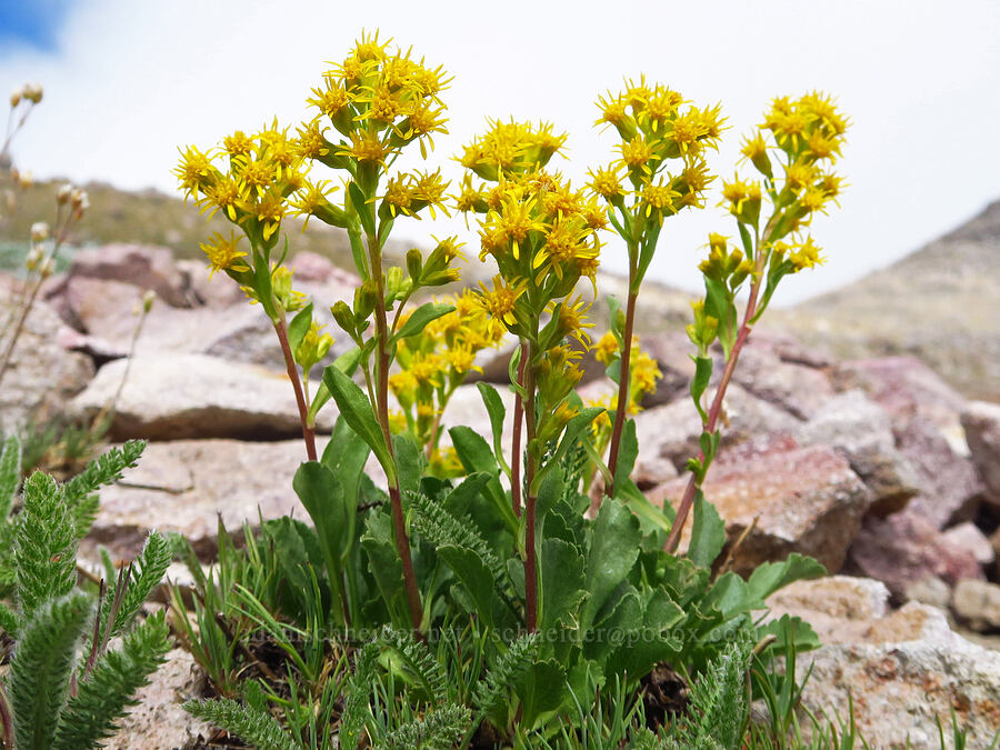 alpine goldenrod (Solidago simplex var. nana) [below Barrett Spur, Mt. Hood Wilderness, Hood River County, Oregon]