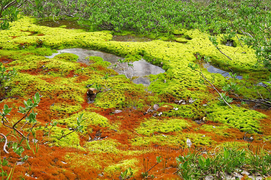 colorful moss [below Barrett Spur, Mt. Hood Wilderness, Hood River County, Oregon]