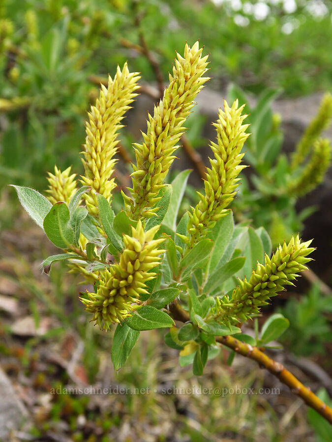 under-green willow (Salix commutata) [below Barrett Spur, Mt. Hood Wilderness, Hood River County, Oregon]