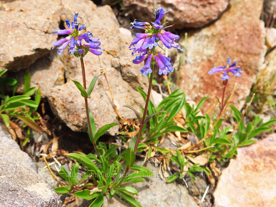 small-flowered penstemon (Penstemon procerus) [below Barrett Spur, Mt. Hood Wilderness, Hood River County, Oregon]