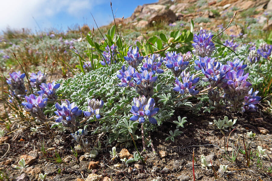 dwarf lupine (Lupinus lepidus var. lobbii) [below Barrett Spur, Mt. Hood Wilderness, Hood River County, Oregon]