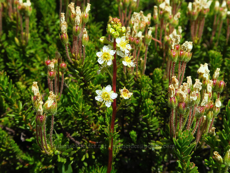 partridgefoot & yellow mountain heather (Luetkea pectinata, Phyllodoce glanduliflora) [below Barrett Spur, Mt. Hood Wilderness, Hood River County, Oregon]